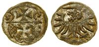 denar 1555, Elbląg, ładnie zachowany, CNCE 232 (