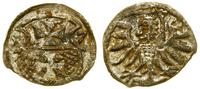 denar 1557, Elbląg, blask menniczy, ładny egzemp