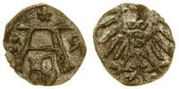 denar 1559, Królewiec, rzadki rocznik, Kop. 3754