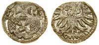 denar 1555, Elbląg, ładny, CNCE 232 (R4), Kop. 7