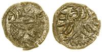 denar 1556, Elbląg, CNCE 233 (R3), Kop. 7100 (R3