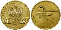 2 złote 2003, Warszawa, Węgorz Europejski – Angu