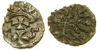 denar 1555, Gdańsk, krążek wyszczerbiony, patyna