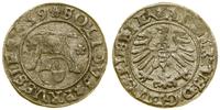 szeląg 1559, Królewiec, patyna, Kop. 3769 (R), S