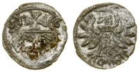 denar 1556, Elbląg, miejscowy, rdzawy nalot na m