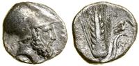 stater (ok. 340–330 pne), Aw: Głowa Leukiposa w 