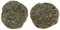 denar 1555, Elbląg, ciemna patyna, CNCE 232 (R4)