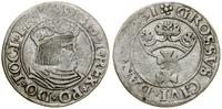 Polska, grosz, 1531