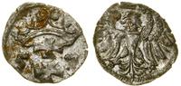 Polska, denar, 1557