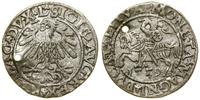 Polska, półgrosz, 1559