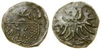 Polska, denar, 1555