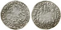 Polska, półgrosz, 1563