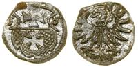 Polska, denar, 1556