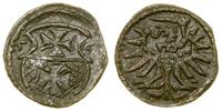 Polska, denar, 1555