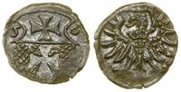 Polska, denar, 1556