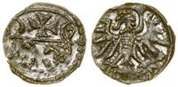 Polska, denar, 1557