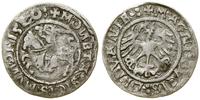 Polska, półgrosz, 1520