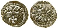 Polska, denar, 1555