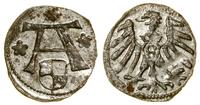 Prusy Książęce (1525–1657), denar, bez daty