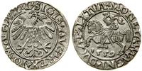 Polska, półgrosz, 1559