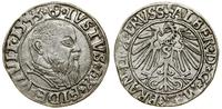 Prusy Książęce (1525–1657), grosz, 1543