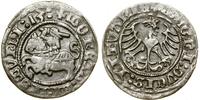 Polska, półgrosz, 1513