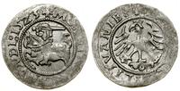 Polska, półgrosz, 1523