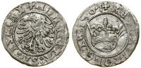 Polska, półgrosz, 1507