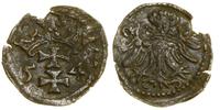 Polska, denar, 1554