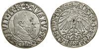Prusy Książęce (1525–1657), grosz, 1546