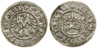 Polska, półgrosz, 1511