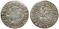 Polska, półgrosz, 1510