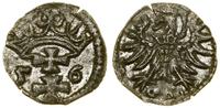 Polska, denar, 1556