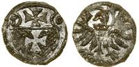 Polska, denar, 1556