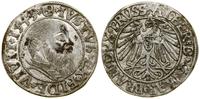 Prusy Książęce (1525–1657), grosz, 1543