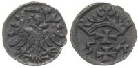 denar 1554, Gdańsk, odmiana z szeroką koroną, rz