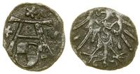 Prusy Książęce (1525–1657), denar, bez daty