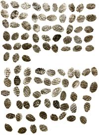 Rosja, zestaw: 50 x kopiejka, 1689–1725