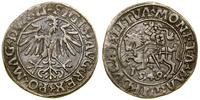 Polska, półgrosz, 1549