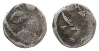 denar XIV w, Aw: Liść koniczyny, w polach gwiazd