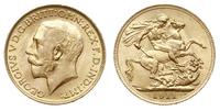 funt 1911, Londyn, złoto 7.98 g, piękny