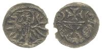 denar 1557, Elbląg, wyszczerbiony