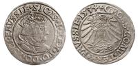 grosz 1534, Toruń, na awersie i rewersie PRVSSIE