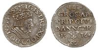 trojak 1536, Gdańsk, moneta skorodowana, ale wyr
